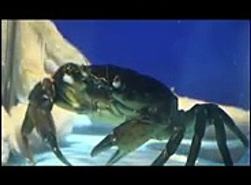 Intelligence des poulpes