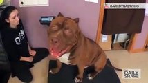 This pit bull is 174 pounds! Seriously.