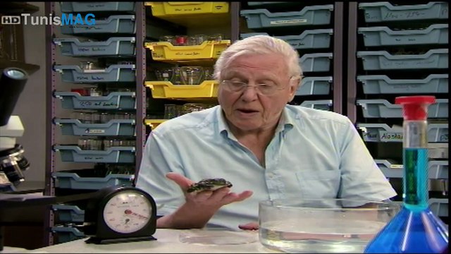 Le miracle des grenouilles