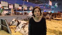 Les vaches normandes stars du salon de l'agriculture 2015