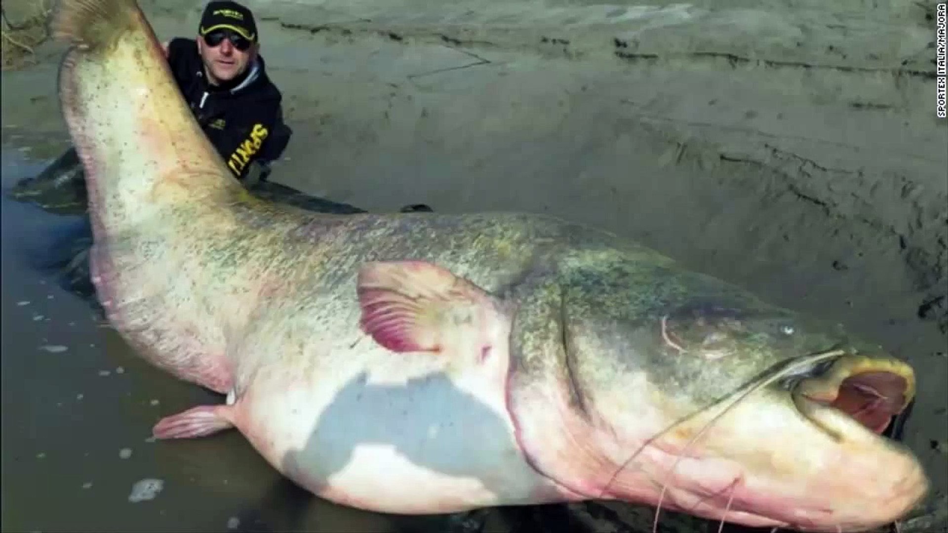 Un poisson-chat de 127 kg pêché dans le Pô - Vidéo Dailymotion