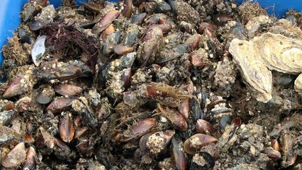 Crimean oysters aim for Russian palates