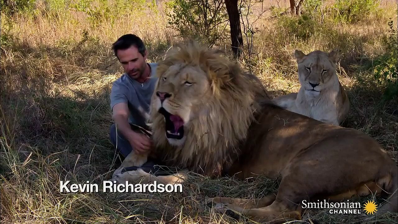 Man Who Hugs Lions - Trusting a Lion with Your Life