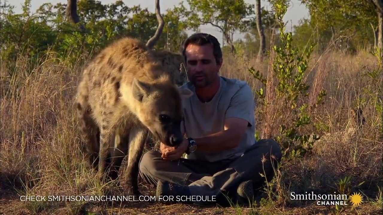 Why Do Hyenas Laugh