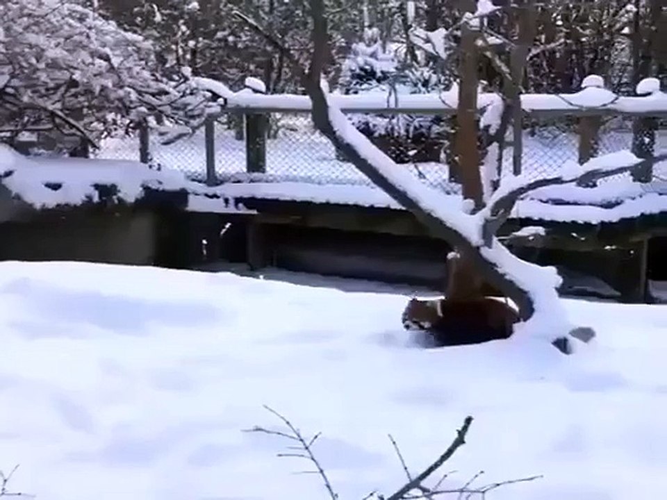 What a Happy Snowday