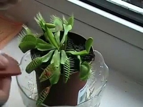 Sucuk yiyen böcek kapan bitkisi