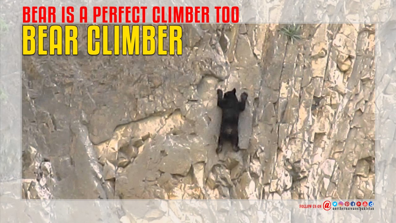 The Bear is a Perfect Climber Too