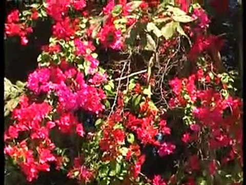 Jim Corbett National Park || Resort In Corbett