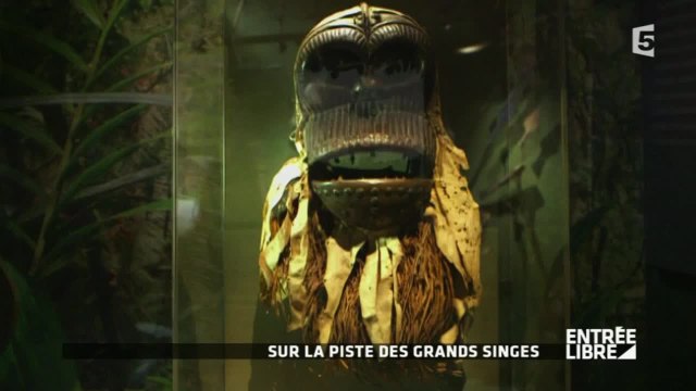 Sur la piste des grands singes