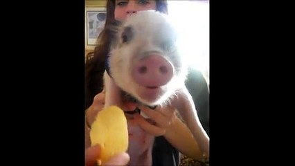 Ce bébé cochon fait des bruits de cartoon