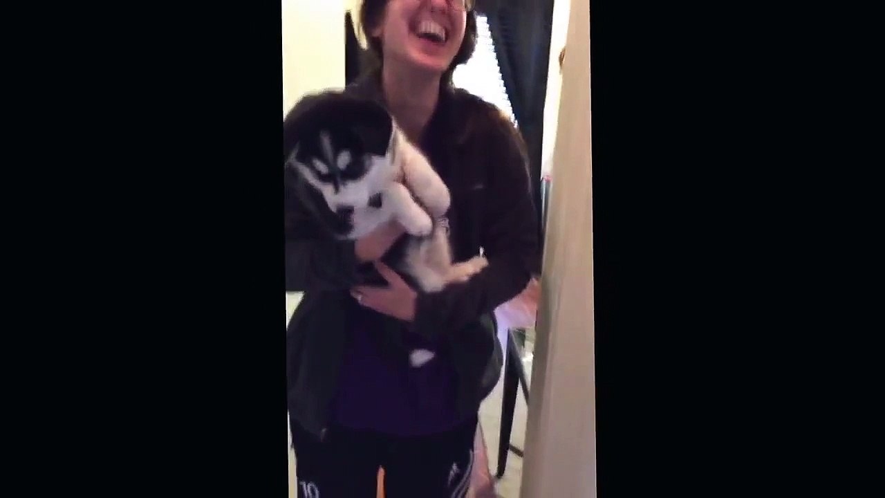Talking husky puppy
