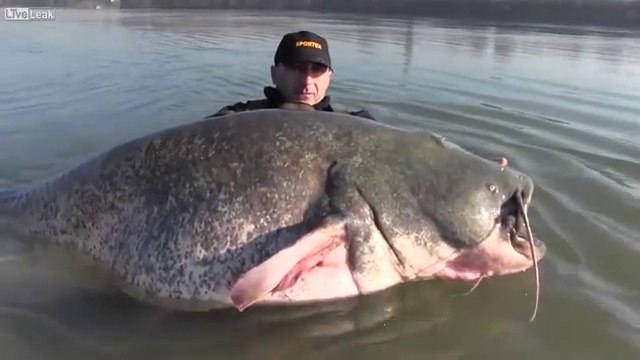 Italie : deux pêcheurs pêchent un silure géant de 2,67 mètres et 127 kg