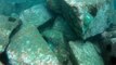Aos Mares com carinho, Litoral Norte, mergulhos com centenas de peixe, corais, 20 milhas submarinas,  Ubatuba, SP, Brasil, Marcelo Ambrogi, (67)
