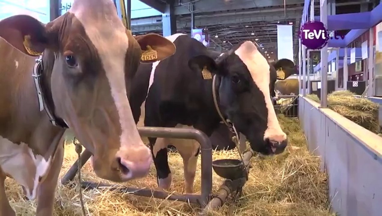Salon de l'Agriculture : éleveur de Prim'Holstein [TéVi] 15_02_26