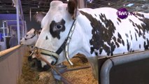 Salon de l'agriculture : éleveur de vaches Normandes [TéVi] 15_02_25