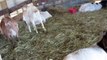 twin goat birth amazing must watch