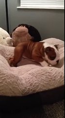 English Bulldog puppy loves his new bed