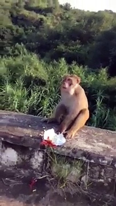monkey blast