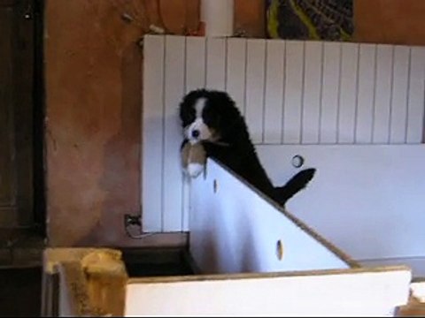 27 fév femelle rose