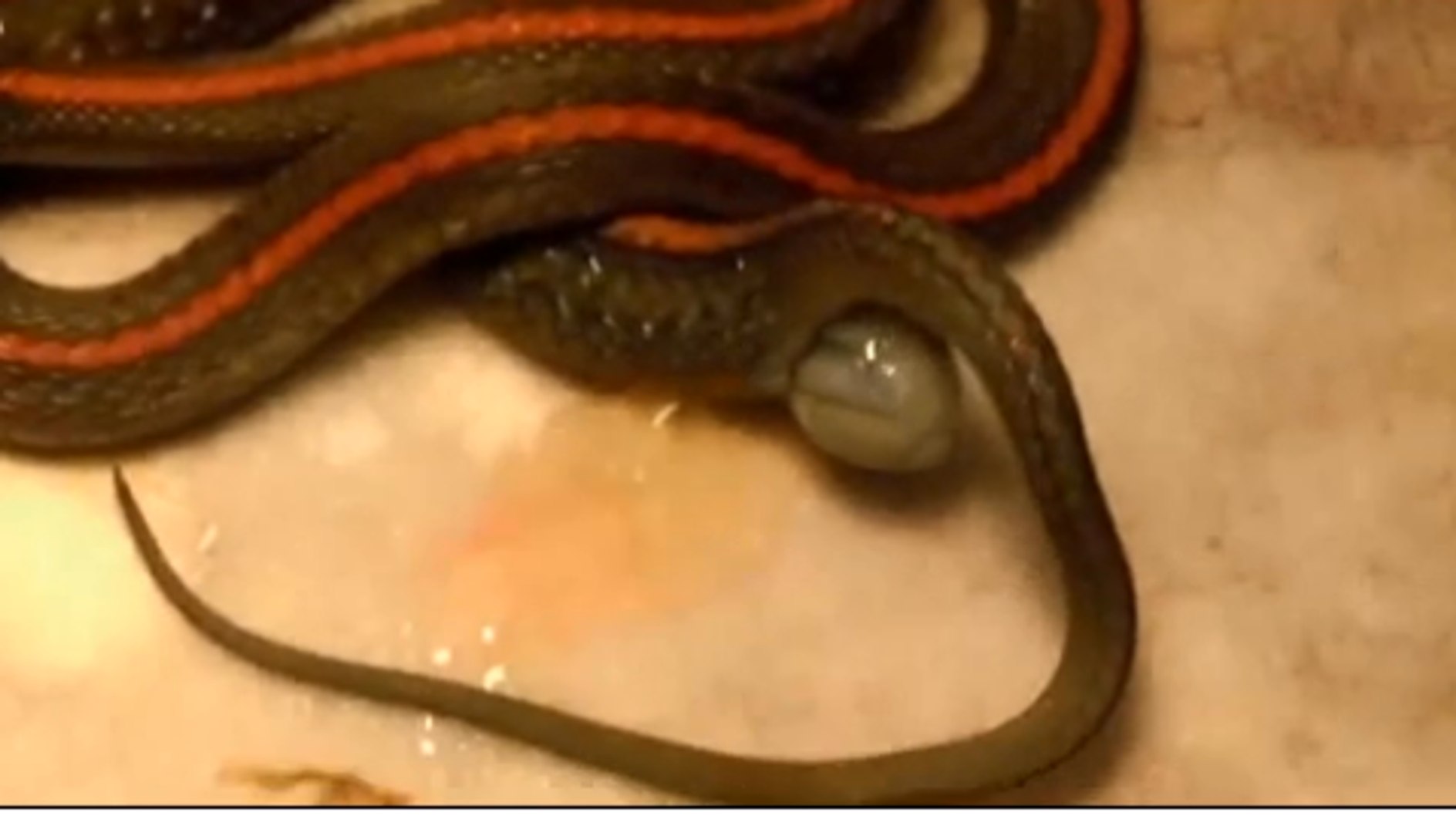 Snake Giving Birth