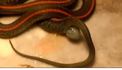 snake giving birth amazing must watch,infoprovider