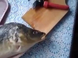 Crazy russian speaking fish!