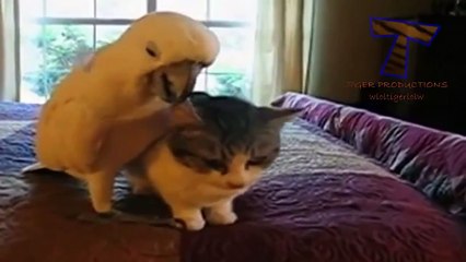 Cats and Dogs vs Parrots - Funny and Cute Animal Compilation