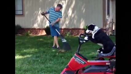 funny animals doing some funny stuff..