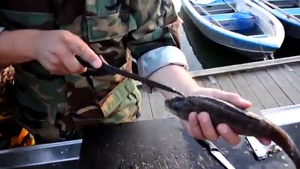 Учитесь как чистить окуня смотреть онлайн