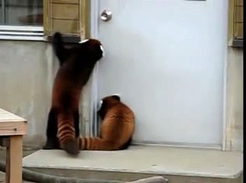 Red Panda Jumps to Open Door - Малая Панда прыгает чтобы открыть дверь !