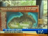 159 tortugas gigantes nacen en la Isla Isabela