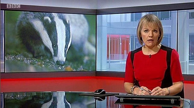 BBC Midlands Today 26Feb15 on the badger cull