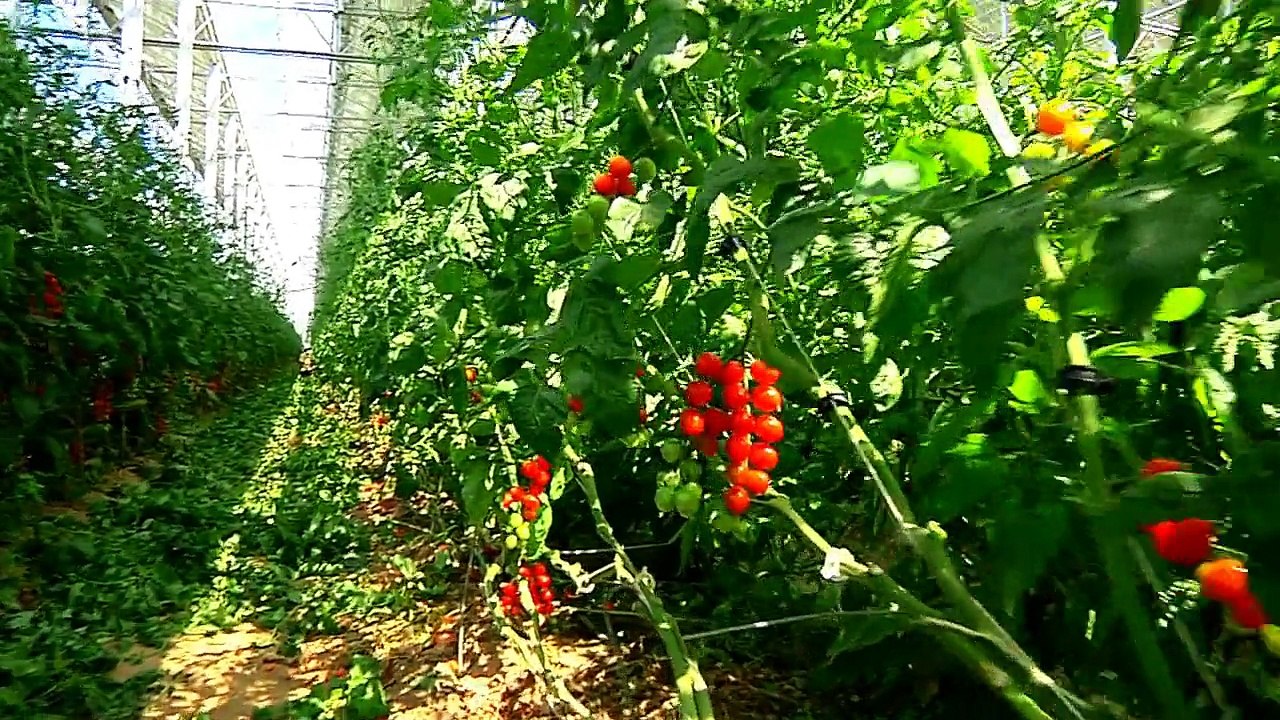 Serres solaires Corneilla