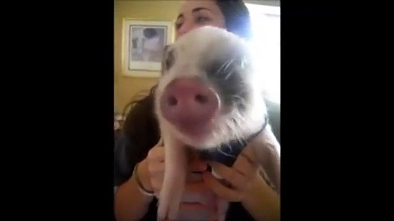 Baby piglet making hilarious noises while eating potato chips