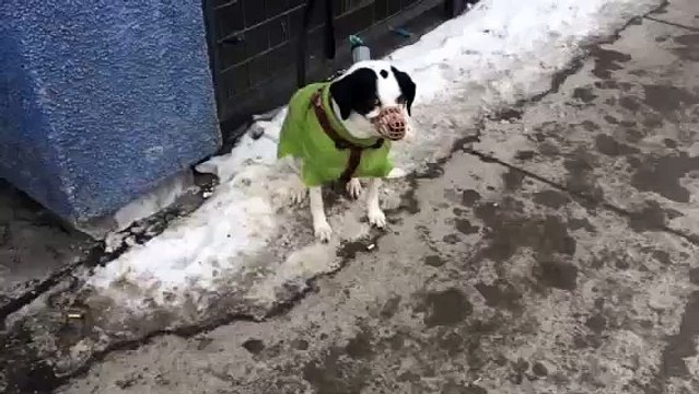 This Bane's Dog is scary!