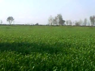 The Beauty of Punjab (Wheat Crop)