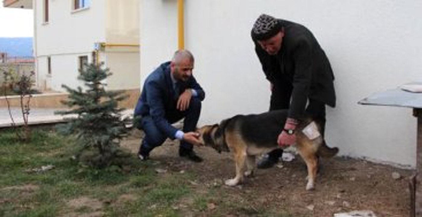 Tabancayla Vurulan Köpek Kahve Masasında Ameliyat Edildi