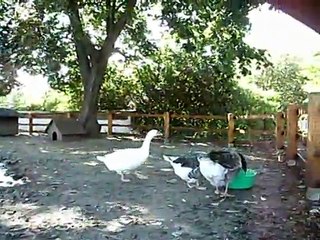 EGA - Gänse im Egapark Erfurt