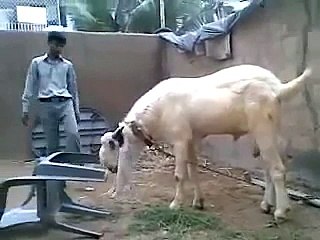 Pakistani Funny Clips Fighter Bakra Eid Qurbani 2017 funny videos | funny clips | funny video clips | comedy video | free funny videos | prank videos | funny movie clips | fun video |top funny video | funny jokes videos | funny jokes videos | comedy funny