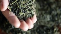 Green Tea History & Nutrition - Superfoods