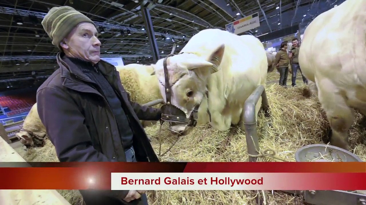 Bernard Galais et son taureau Hollywood débarquent au Salon