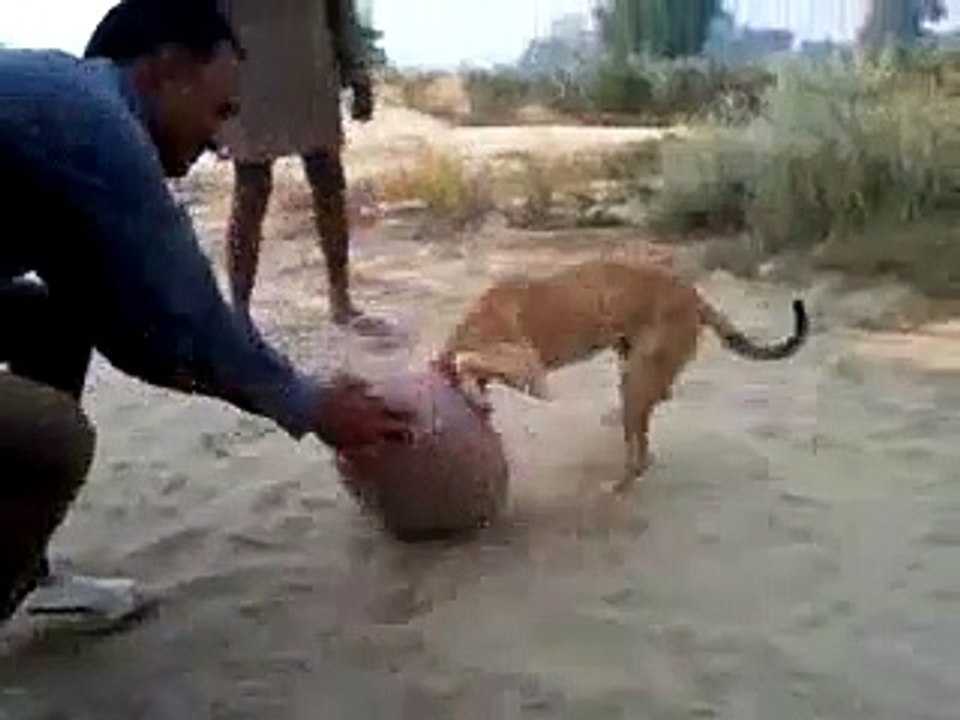 Dog