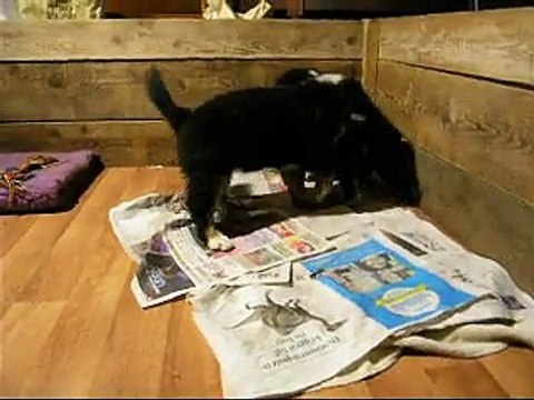 28 fév bagarre entre la femelle rose et la femelle verte