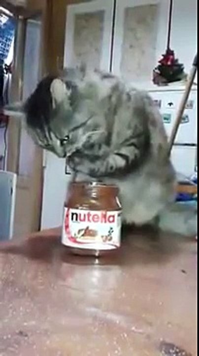 Chat gourmand  mange du Nutella