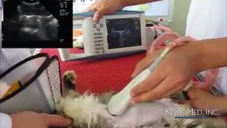 KX5100KV Veterinary Ultrasound | Advantages & Features