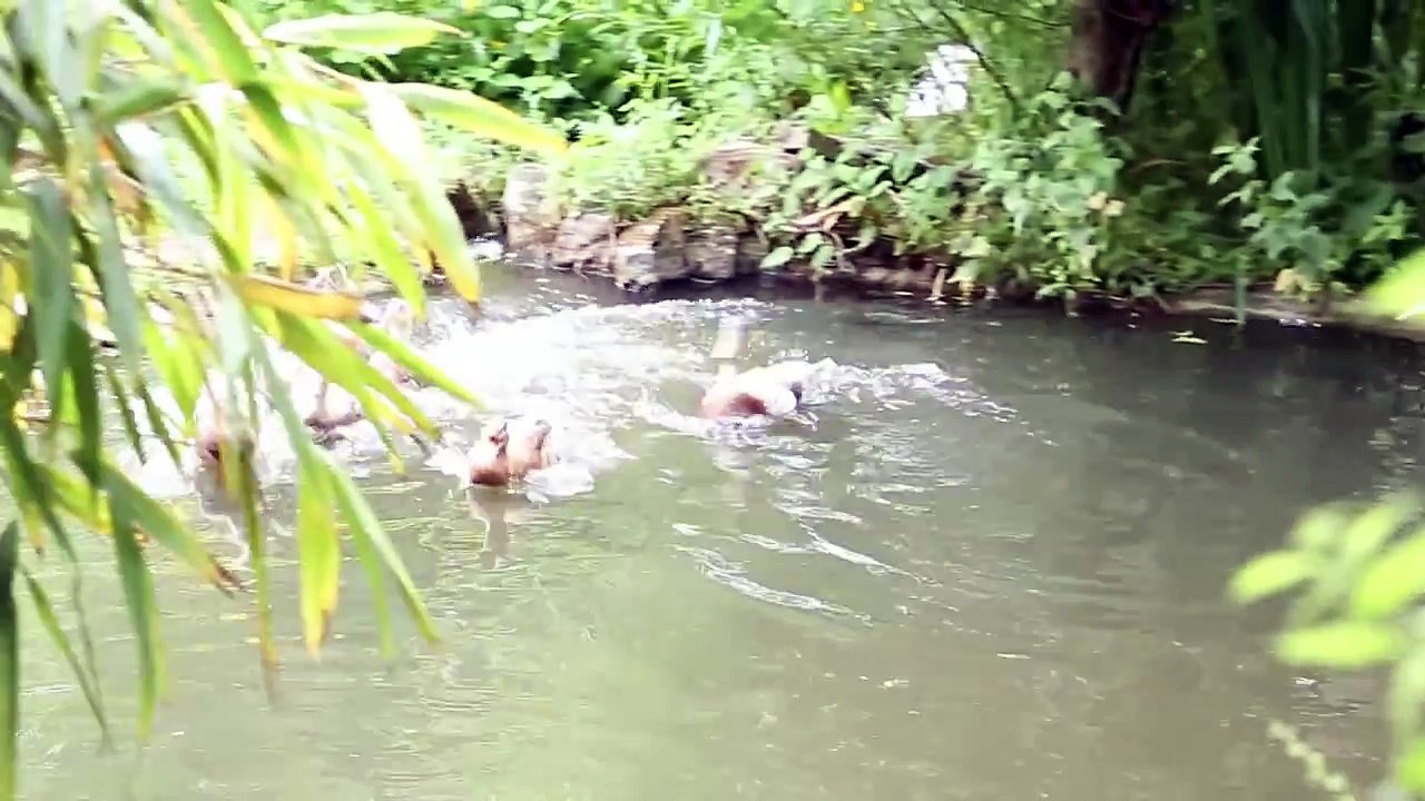 Our resident ducklings are moving to the big pond...with daddy!