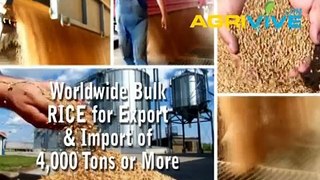 Acquire Bulk Rice for Importing, Rice Importers, Rice Importer, Rice Imports, Import, Import