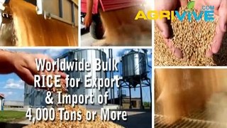 Shop Wholesale Bulk USA Rice, USA Rice Import, USA Rice, USA Bulk, USA Bulk Rice Seed Bulk, USA Rice