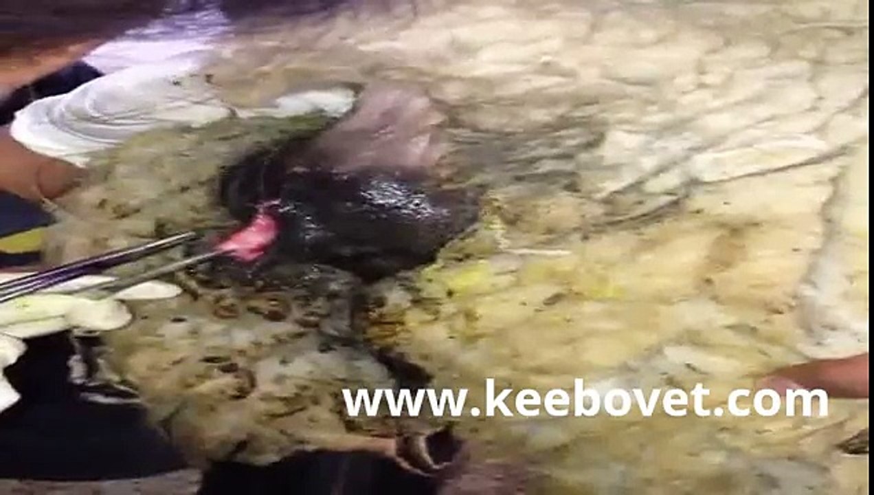 How to Treat Wounds in Sheep-Veterinarian Sowing the Skin-Portuguese