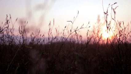 Carla Morrison - Dejenme Llorar